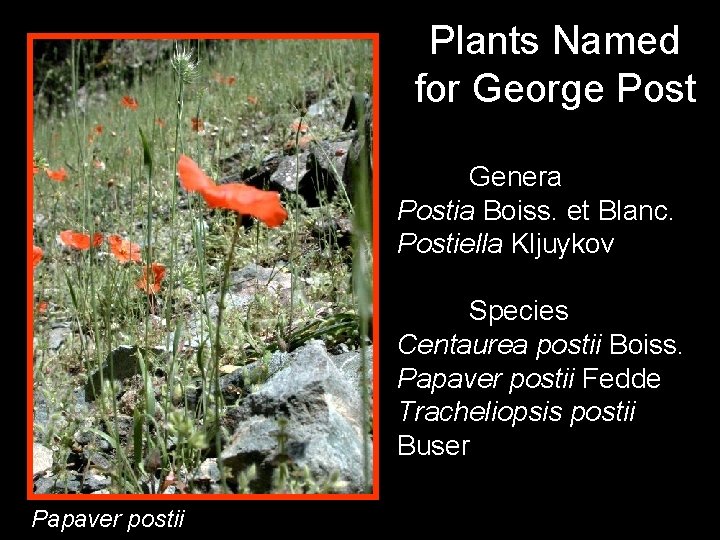 Plants Named for George Post Genera Postia Boiss. et Blanc. Postiella Kljuykov Species Centaurea
