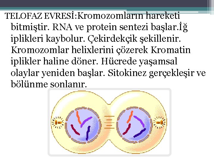 TELOFAZ EVRESİ: Kromozomların hareketi bitmiştir. RNA ve protein sentezi başlar. İğ iplikleri kaybolur. Çekirdekçik