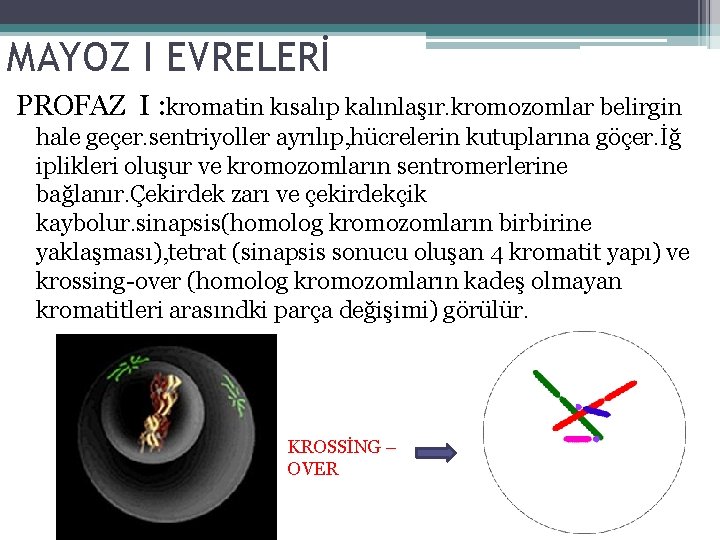 MAYOZ I EVRELERİ PROFAZ I : kromatin kısalıp kalınlaşır. kromozomlar belirgin hale geçer. sentriyoller