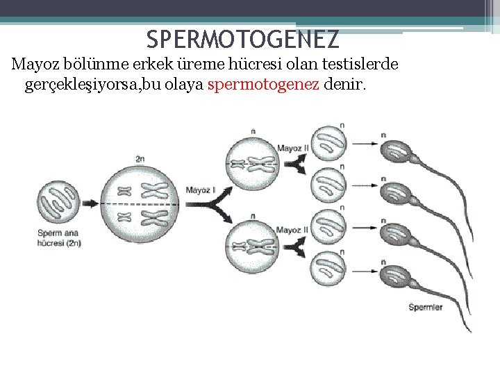 SPERMOTOGENEZ Mayoz bölünme erkek üreme hücresi olan testislerde gerçekleşiyorsa, bu olaya spermotogenez denir. 