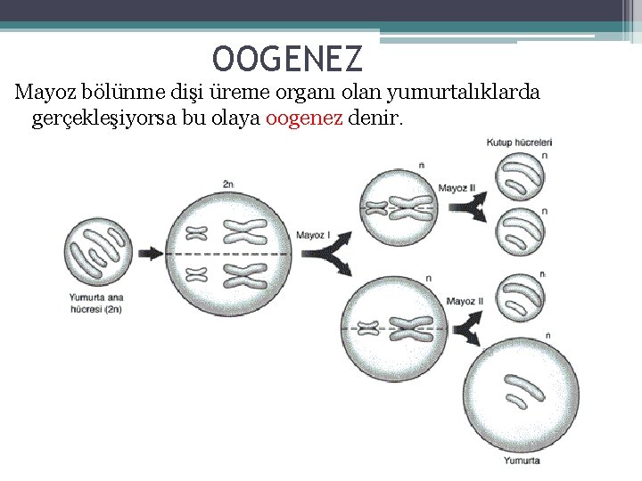 OOGENEZ Mayoz bölünme dişi üreme organı olan yumurtalıklarda gerçekleşiyorsa bu olaya oogenez denir. 