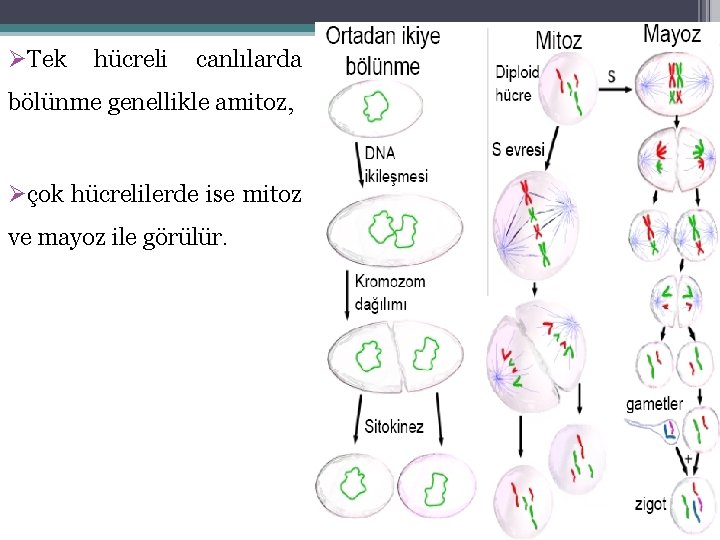 ØTek hücreli canlılarda bölünme genellikle amitoz, Øçok hücrelilerde ise mitoz ve mayoz ile görülür.