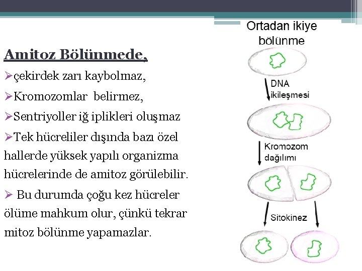 Amitoz Bölünmede, Øçekirdek zarı kaybolmaz, ØKromozomlar belirmez, ØSentriyoller iğ iplikleri oluşmaz ØTek hücreliler dışında