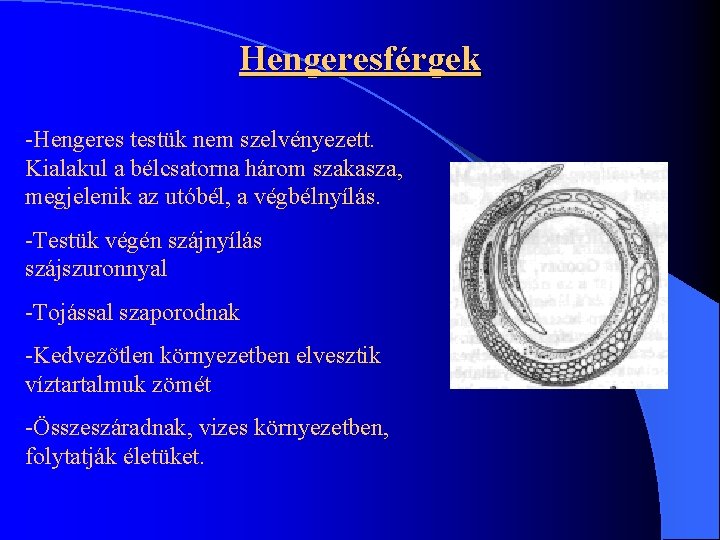 Hengeresférgek -Hengeres testük nem szelvényezett. Kialakul a bélcsatorna három szakasza, megjelenik az utóbél, a Hengeresférgek -Hengeres testük nem szelvényezett. Kialakul a bélcsatorna három szakasza, megjelenik az utóbél, a