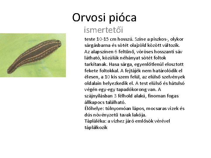 Orvosi pióca ismertetői teste 10 -15 cm hosszú. Színe a piszkos-, olykor sárgásbarna és Orvosi pióca ismertetői teste 10 -15 cm hosszú. Színe a piszkos-, olykor sárgásbarna és