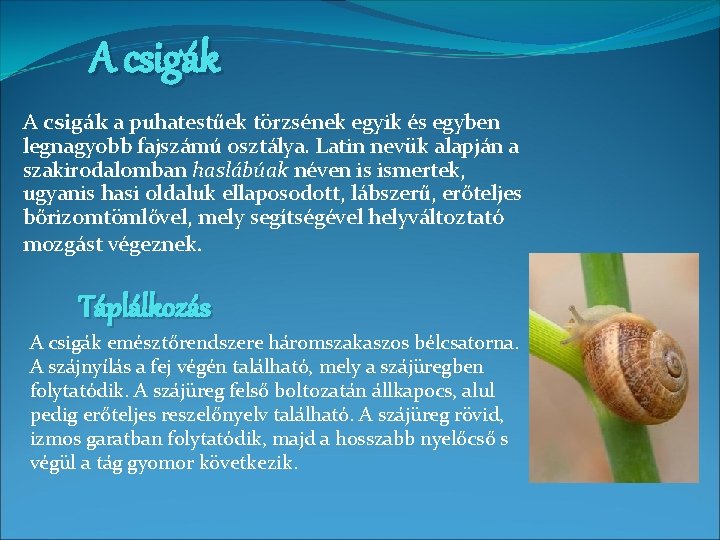 A csigák a puhatestűek törzsének egyik és egyben legnagyobb fajszámú osztálya. Latin nevük alapján A csigák a puhatestűek törzsének egyik és egyben legnagyobb fajszámú osztálya. Latin nevük alapján