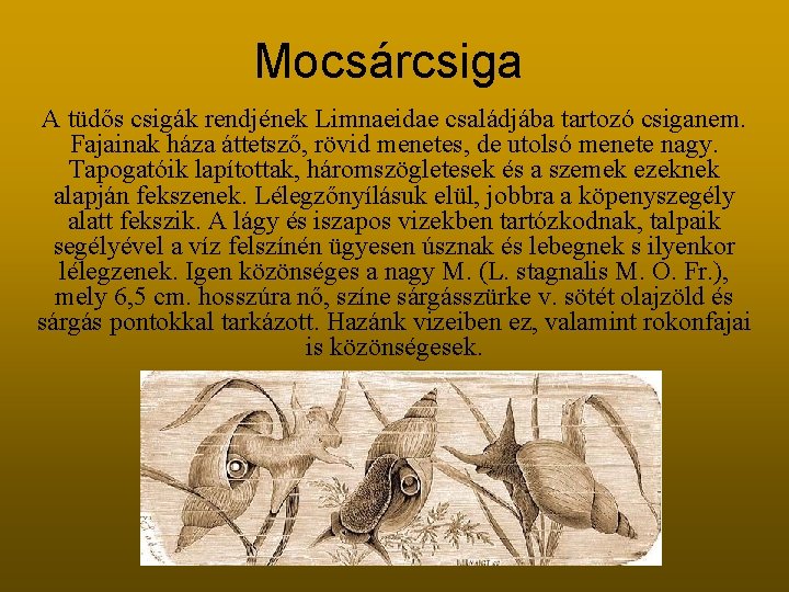 Mocsárcsiga A tüdős csigák rendjének Limnaeidae családjába tartozó csiganem. Fajainak háza áttetsző, rövid menetes, Mocsárcsiga A tüdős csigák rendjének Limnaeidae családjába tartozó csiganem. Fajainak háza áttetsző, rövid menetes,