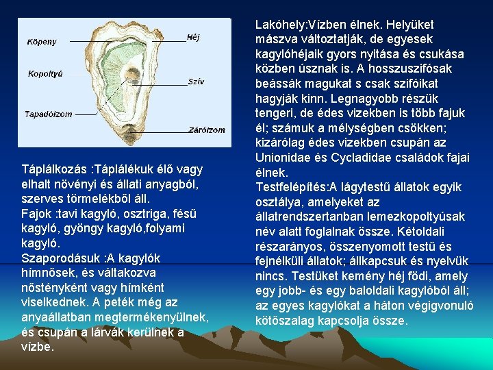 Táplálkozás : Táplálékuk élő vagy elhalt növényi és állati anyagból, szerves törmelékből áll. Fajok Táplálkozás : Táplálékuk élő vagy elhalt növényi és állati anyagból, szerves törmelékből áll. Fajok