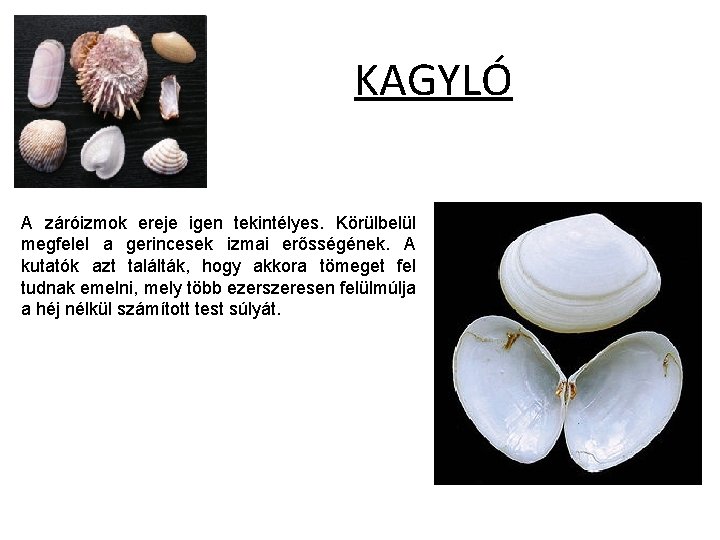 KAGYLÓ A záróizmok ereje igen tekintélyes. Körülbelül megfelel a gerincesek izmai erősségének. A kutatók KAGYLÓ A záróizmok ereje igen tekintélyes. Körülbelül megfelel a gerincesek izmai erősségének. A kutatók