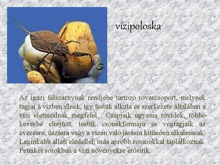 vízipoloska Az igazi félszárnyúak rendjébe tartozó rovarcsoport, melynek tagjai a vízben élnek, így testük vízipoloska Az igazi félszárnyúak rendjébe tartozó rovarcsoport, melynek tagjai a vízben élnek, így testük