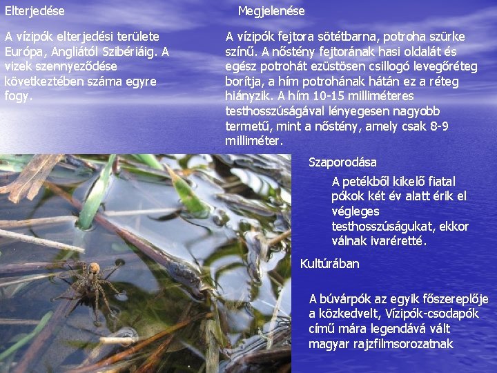Elterjedése A vízipók elterjedési területe Európa, Angliától Szibériáig. A vizek szennyeződése következtében száma egyre Elterjedése A vízipók elterjedési területe Európa, Angliától Szibériáig. A vizek szennyeződése következtében száma egyre