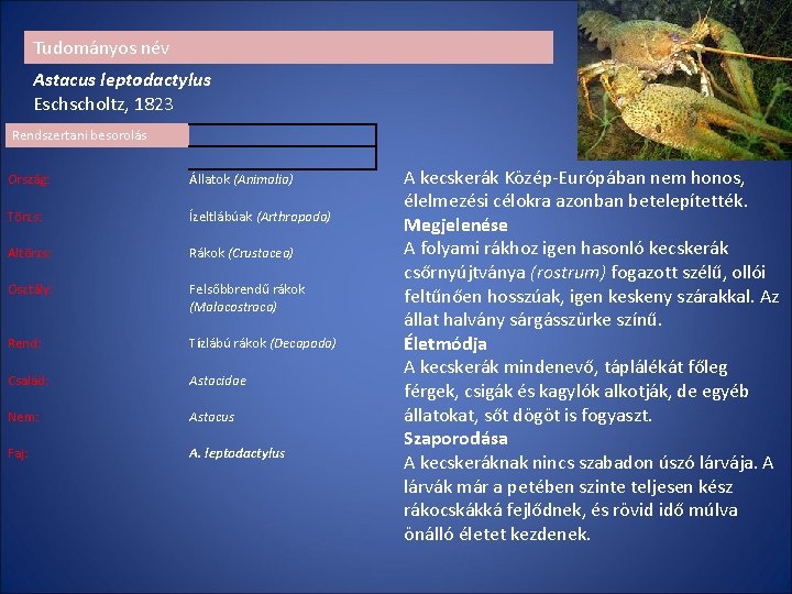 Tudományos név Astacus leptodactylus Eschscholtz, 1823 Rendszertani besorolás Ország: Állatok (Animalia) Törzs: Ízeltlábúak (Arthropoda) Tudományos név Astacus leptodactylus Eschscholtz, 1823 Rendszertani besorolás Ország: Állatok (Animalia) Törzs: Ízeltlábúak (Arthropoda)