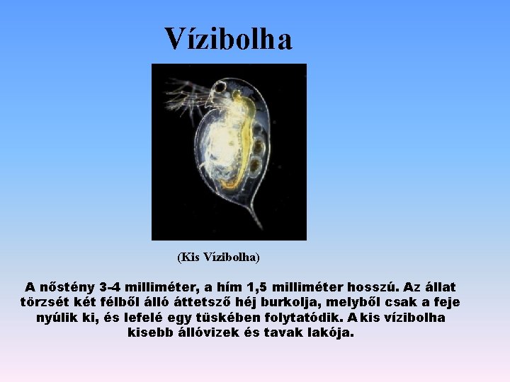 Vízibolha (Kis Vízibolha) A nőstény 3 -4 milliméter, a hím 1, 5 milliméter hosszú. Vízibolha (Kis Vízibolha) A nőstény 3 -4 milliméter, a hím 1, 5 milliméter hosszú.