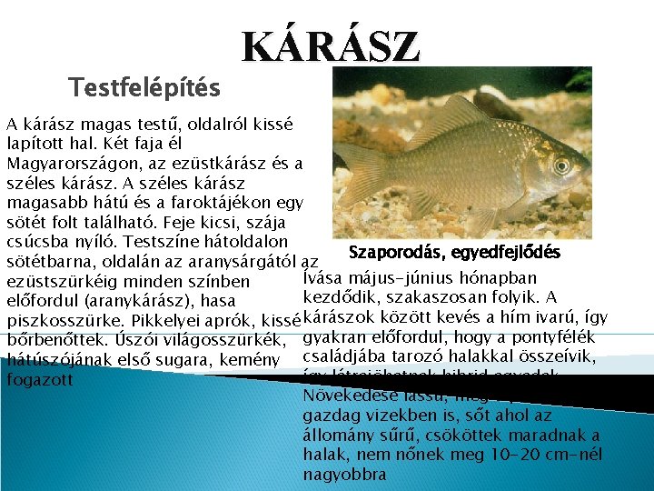 Testfelépítés KÁRÁSZ A kárász magas testű, oldalról kissé lapított hal. Két faja él Magyarországon, Testfelépítés KÁRÁSZ A kárász magas testű, oldalról kissé lapított hal. Két faja él Magyarországon,