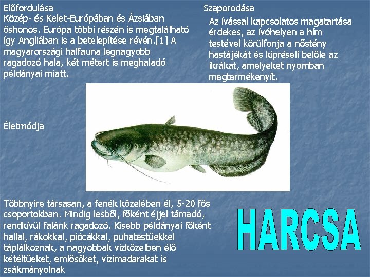 Előfordulása Közép- és Kelet-Európában és Ázsiában őshonos. Európa többi részén is megtalálható így Angliában Előfordulása Közép- és Kelet-Európában és Ázsiában őshonos. Európa többi részén is megtalálható így Angliában