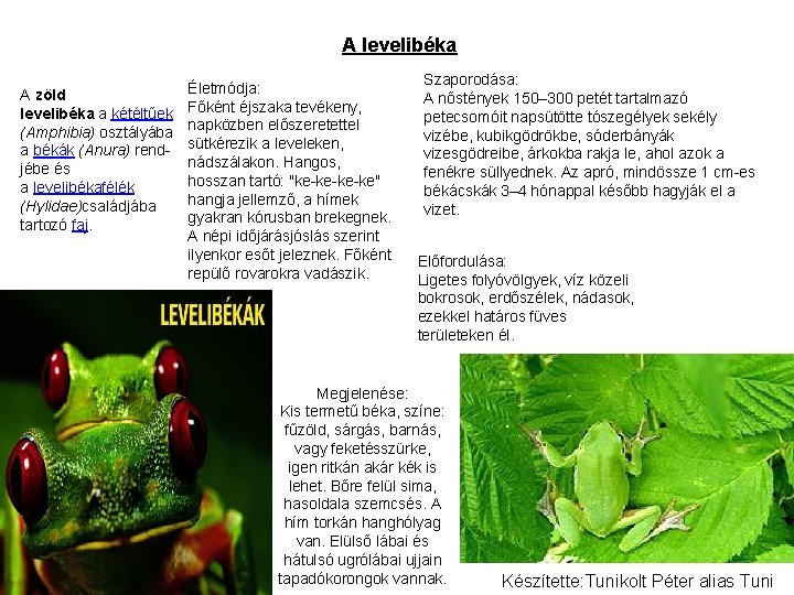 A levelibéka A zöld levelibéka a kétéltűek (Amphibia) osztályába a békák (Anura) rendjébe és A levelibéka A zöld levelibéka a kétéltűek (Amphibia) osztályába a békák (Anura) rendjébe és