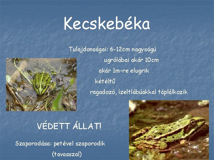 Kecskebéka Tulajdonságai: 6 -12 cm nagyságú ugrólábai akár 10 cm akár 1 m-re elugrik Kecskebéka Tulajdonságai: 6 -12 cm nagyságú ugrólábai akár 10 cm akár 1 m-re elugrik