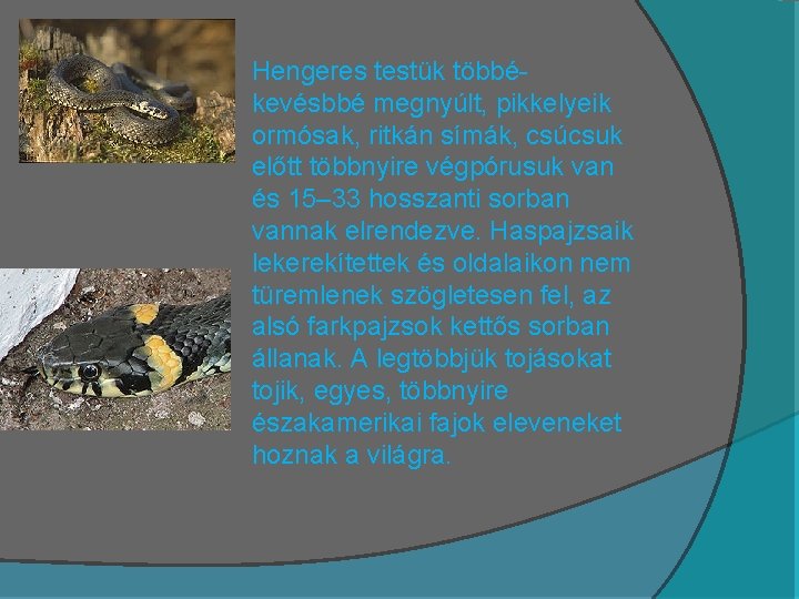 Hengeres testük többékevésbbé megnyúlt, pikkelyeik ormósak, ritkán símák, csúcsuk előtt többnyire végpórusuk van és Hengeres testük többékevésbbé megnyúlt, pikkelyeik ormósak, ritkán símák, csúcsuk előtt többnyire végpórusuk van és