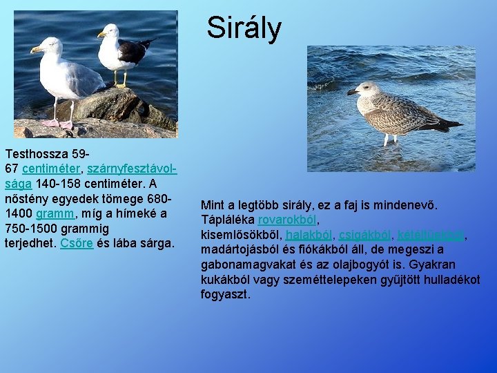 Sirály Testhossza 5967 centiméter, szárnyfesztávolsága 140 -158 centiméter. A nőstény egyedek tömege 6801400 gramm, Sirály Testhossza 5967 centiméter, szárnyfesztávolsága 140 -158 centiméter. A nőstény egyedek tömege 6801400 gramm,