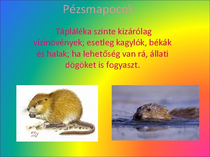 Pézsmapocok Tápláléka szinte kizárólag vízinövények; esetleg kagylók, békák és halak; ha lehetőség van rá, Pézsmapocok Tápláléka szinte kizárólag vízinövények; esetleg kagylók, békák és halak; ha lehetőség van rá,