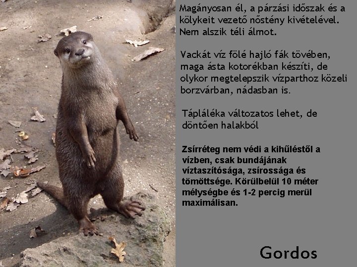 Magányosan él, a párzási időszak és a kölykeit vezető nőstény kivételével. Nem alszik téli Magányosan él, a párzási időszak és a kölykeit vezető nőstény kivételével. Nem alszik téli