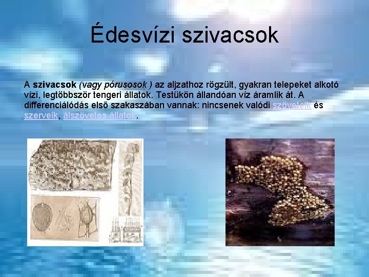 Édesvízi szivacsok A szivacsok (vagy pórusosok ) az aljzathoz rögzült, gyakran telepeket alkotó vízi, Édesvízi szivacsok A szivacsok (vagy pórusosok ) az aljzathoz rögzült, gyakran telepeket alkotó vízi,