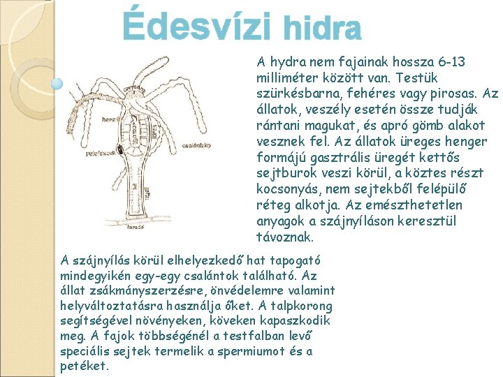 Édesvízi hidra A hydra nem fajainak hossza 6 -13 milliméter között van. Testük szürkésbarna, Édesvízi hidra A hydra nem fajainak hossza 6 -13 milliméter között van. Testük szürkésbarna,