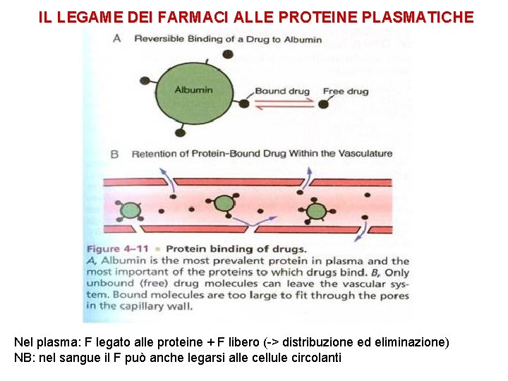 IL LEGAME DEI FARMACI ALLE PROTEINE PLASMATICHE Nel plasma: F legato alle proteine +
