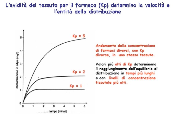 L’avidità del tessuto per il farmaco (Kp) determina la velocità e l’entità della distribuzione