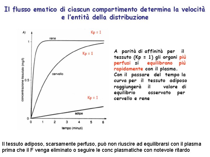 Il flusso ematico di ciascun compartimento determina la velocità e l’entità della distribuzione Il