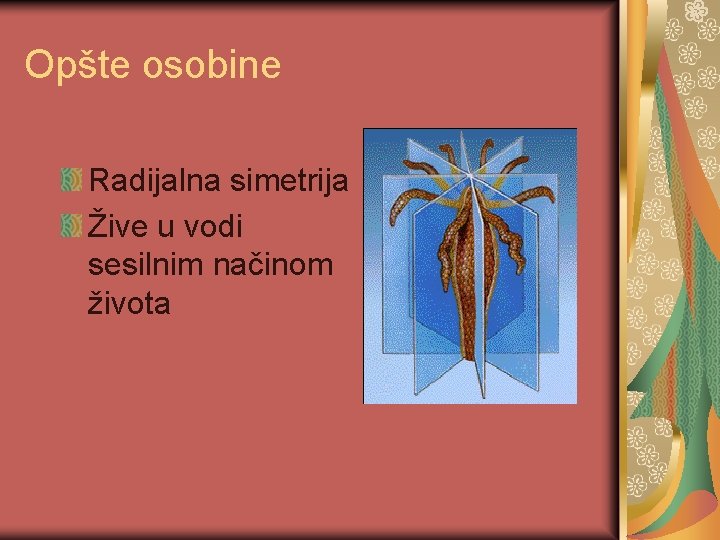 Opšte osobine Radijalna simetrija Žive u vodi sesilnim načinom života 