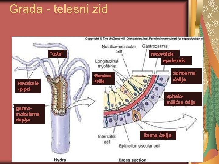 Građa - telesni zid “usta” tentakule -pipci gastrovaskularna duplja mezogleja epidermis senzorna ćelija žlezdana