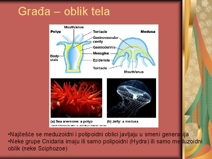 Građa – oblik tela • Najčešće se meduzoidni i polipoidni oblici javljaju u smeni