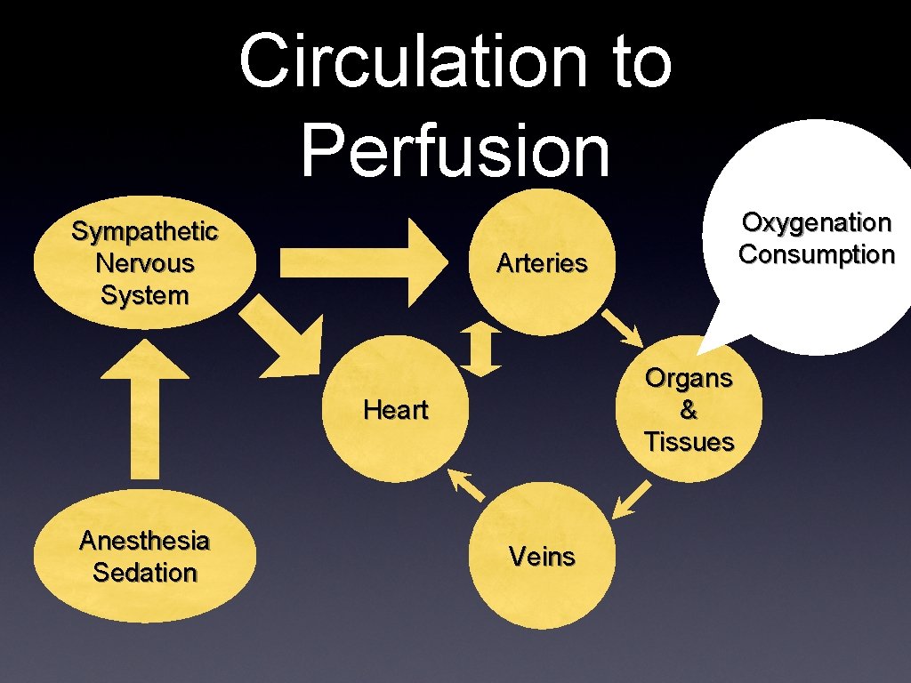 Circulation to Perfusion Sympathetic Nervous System Arteries Organs & Tissues Heart Anesthesia Sedation Oxygenation