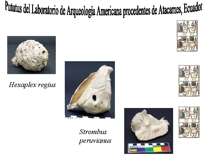 Hexaplex regius Strombus peruvianus 