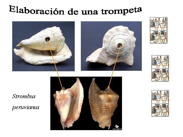Strombus peruvianus 