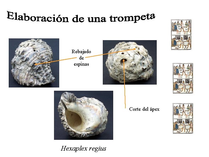 Rebajado de espinas Corte del ápex Hexaplex regius 