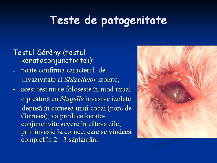 Teste de patogenitate Testul Sérèny (testul keratoconjunctivitei): - poate confirma caracterul de invazivitate al