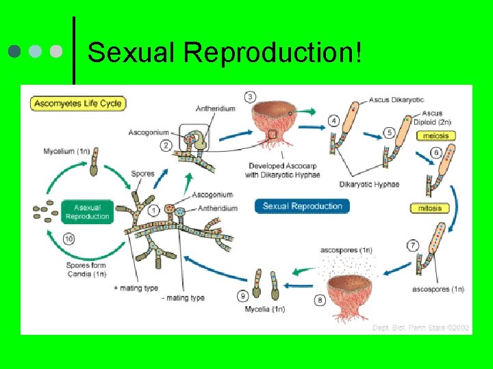 Sexual Reproduction! 