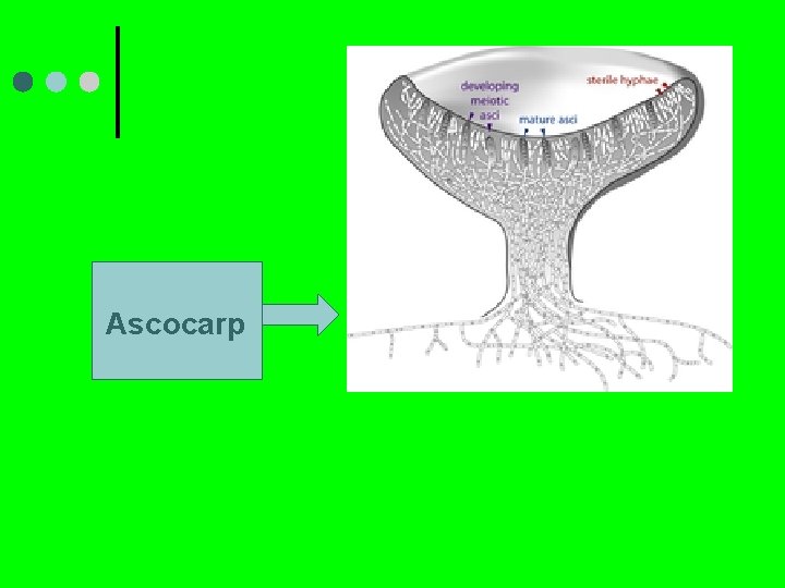Ascocarp 