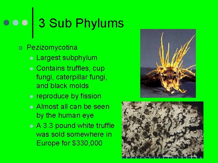 3 Sub Phylums ¢ Pezizomycotina l Largest subphylum l Contains truffles, cup fungi, caterpillar