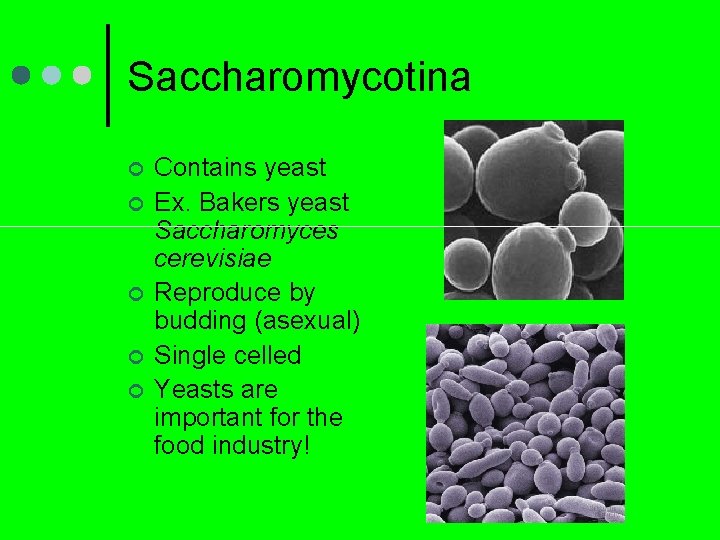 Saccharomycotina ¢ ¢ ¢ Contains yeast Ex. Bakers yeast Saccharomyces cerevisiae Reproduce by budding