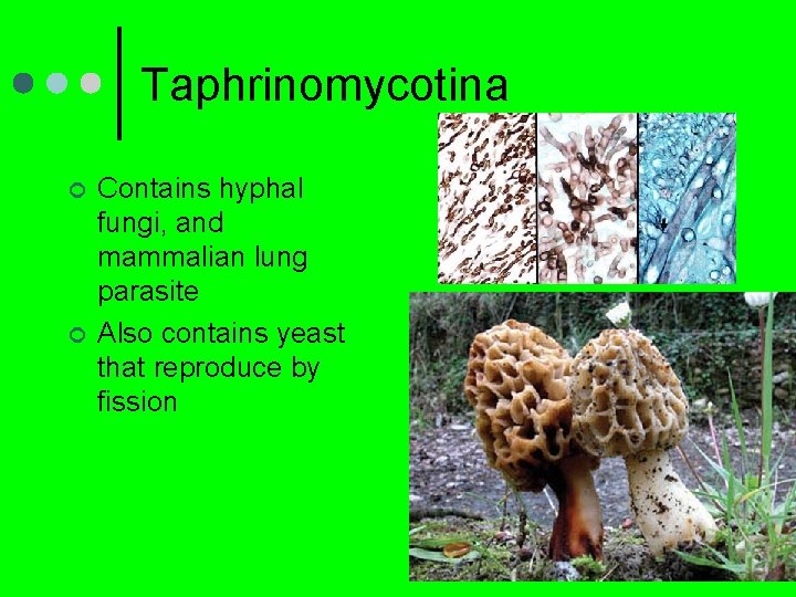 Taphrinomycotina ¢ ¢ Contains hyphal fungi, and mammalian lung parasite Also contains yeast that