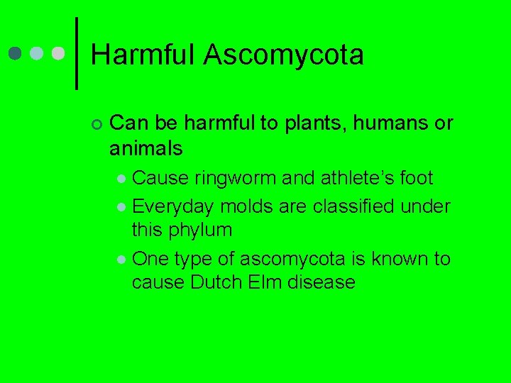 Harmful Ascomycota ¢ Can be harmful to plants, humans or animals Cause ringworm and