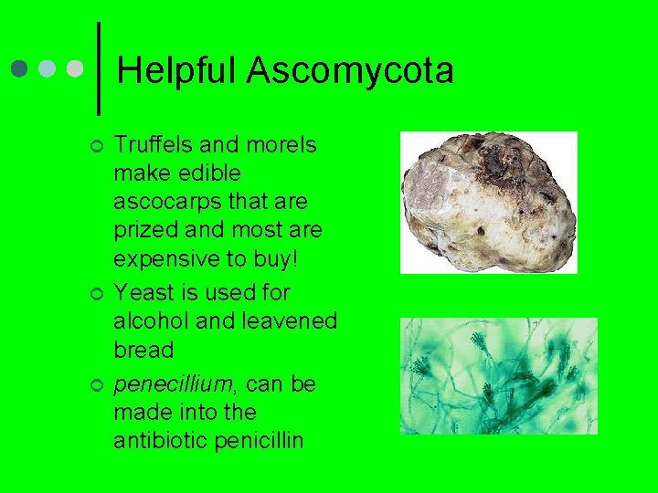 Helpful Ascomycota ¢ ¢ ¢ Truffels and morels make edible ascocarps that are prized