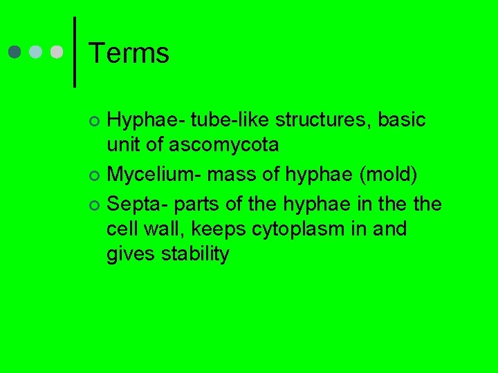 Terms Hyphae- tube-like structures, basic unit of ascomycota ¢ Mycelium- mass of hyphae (mold)