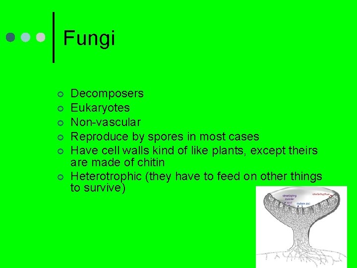 Fungi ¢ ¢ ¢ Decomposers Eukaryotes Non-vascular Reproduce by spores in most cases Have