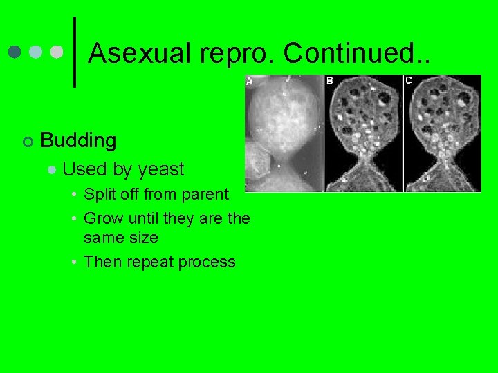 Asexual repro. Continued. . ¢ Budding l Used by yeast • Split off from