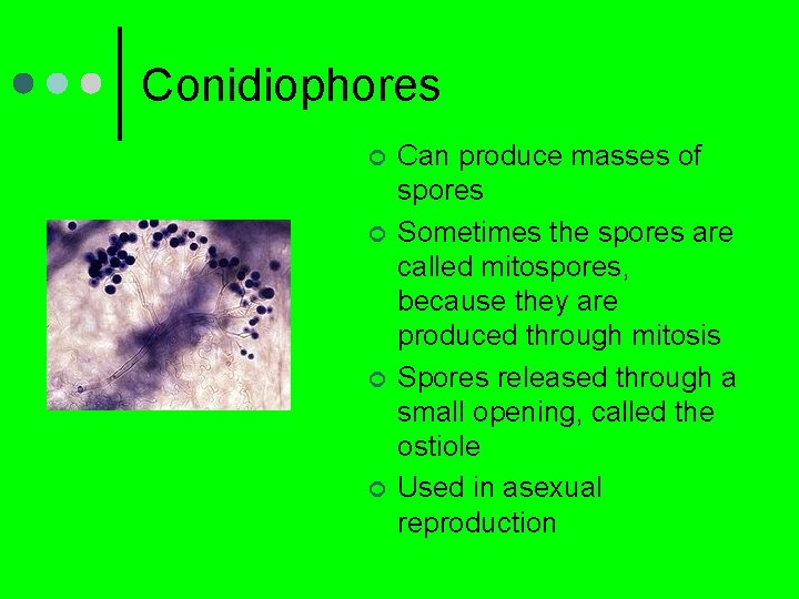 Conidiophores ¢ ¢ Can produce masses of spores Sometimes the spores are called mitospores,