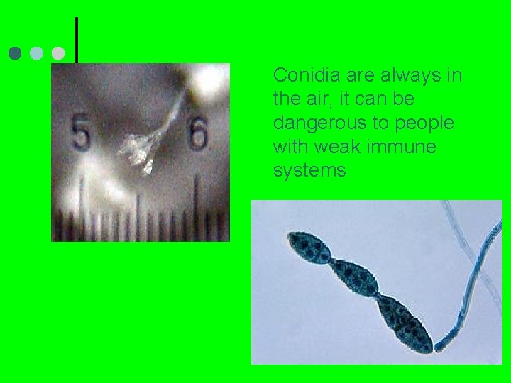 Conidia are always in the air, it can be dangerous to people with weak